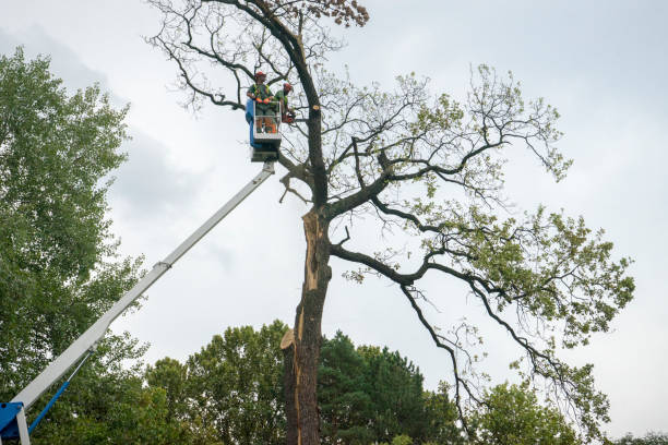 Reliable Poplar Cotton Center, CA Tree Care Services Solutions