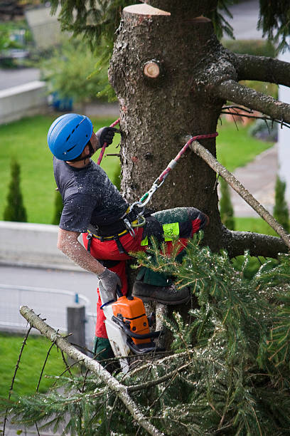 Best Root Management and Removal  in Poplar Cotton Center, CA