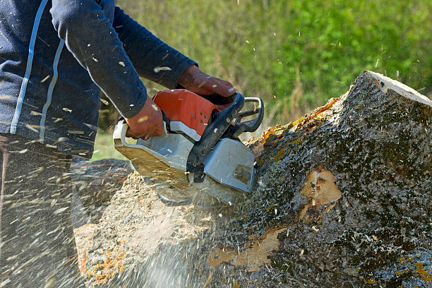 How Our Tree Care Process Works  in  Poplar Cotton Center, CA